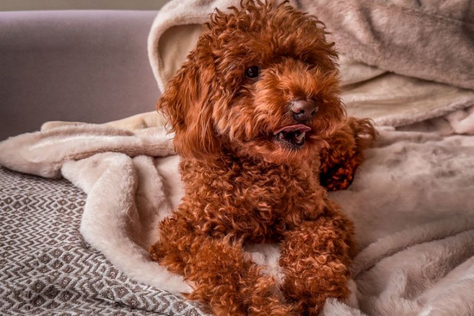 Toy Poodle mı Maltipoo mu? Hangisi Sizin İçin Daha Uygun?