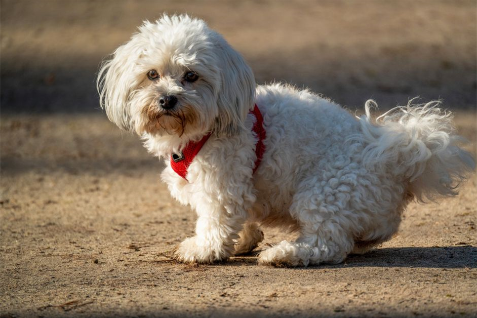 Maltipoo Fiyatları 2026: F1, F1B, Renk ve Şehre Göre Güncel Rehber