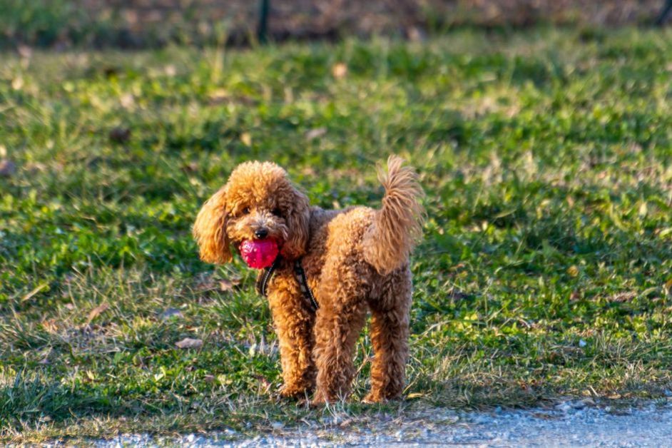 Toy Poodle Alırken Nelere Dikkat Edilmeli?
