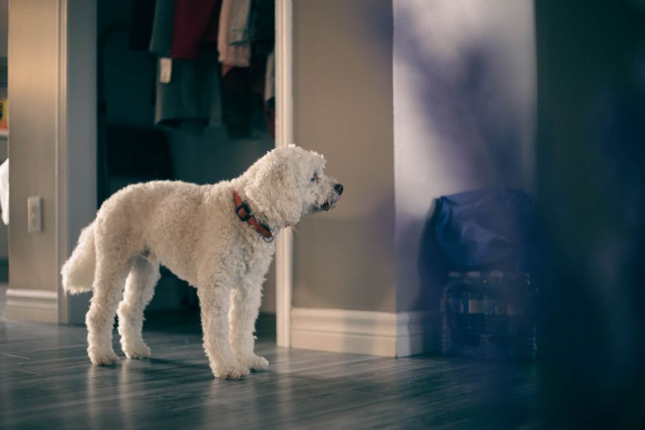 Tüy Dökmeyen Köpek Cinsleri: Ev İçin En Uygun Irklar